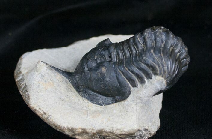 Large Morocconites Malladoides Trilobite #4239